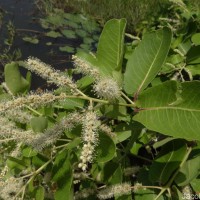Terminalia arjuna (Roxb. ex DC.) Wight & Arn.